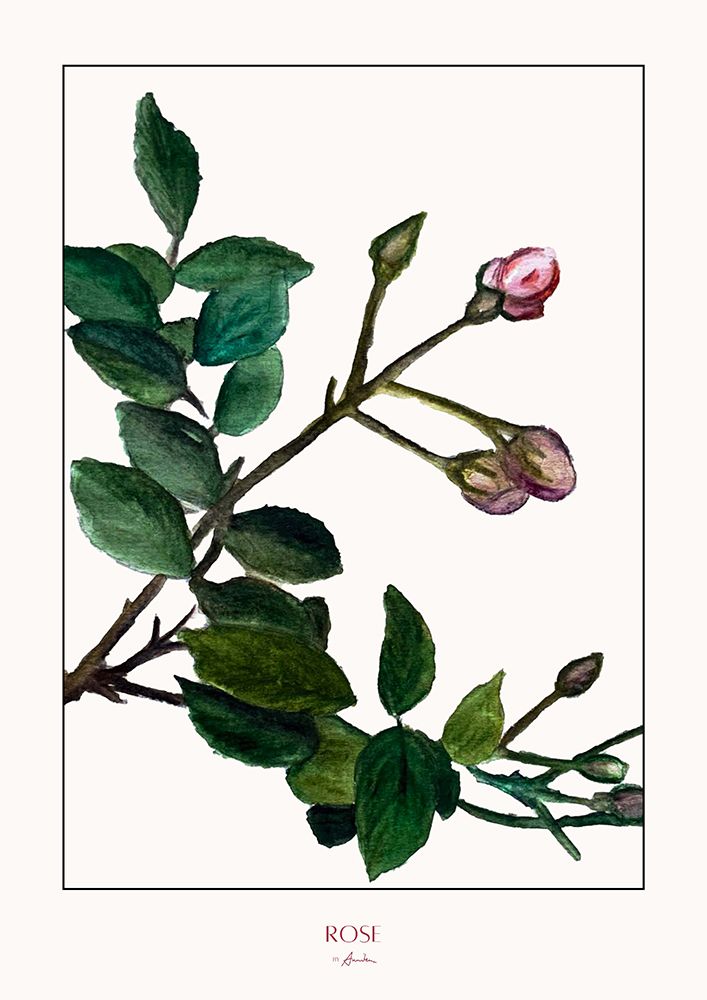 Rose art print by Annika John for $57.95 CAD