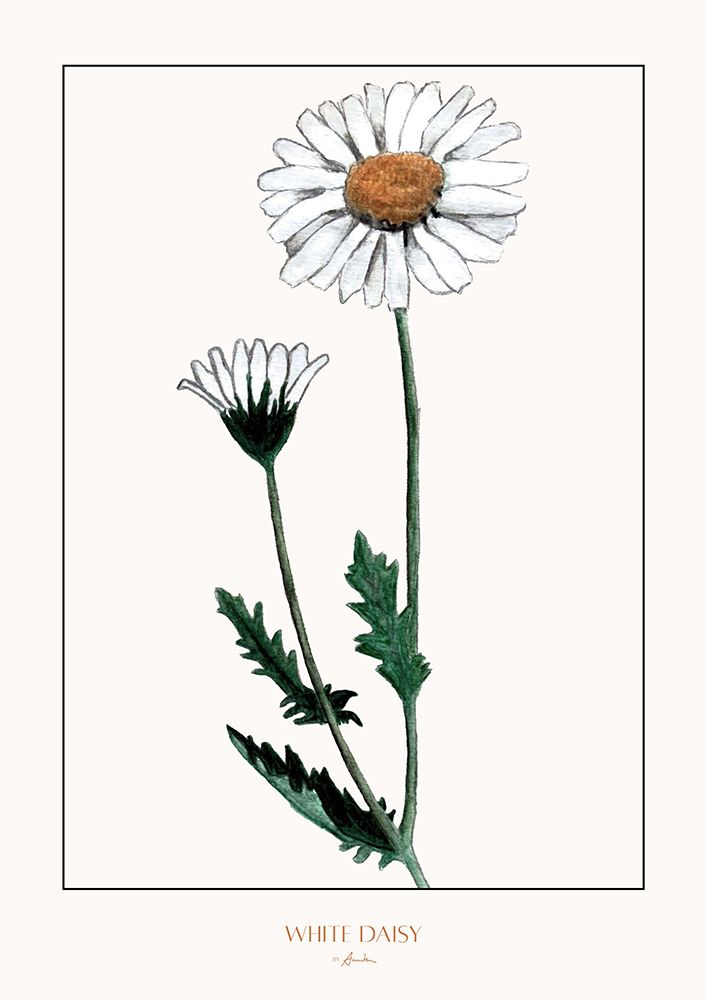 White daisy art print by Annika John for $57.95 CAD