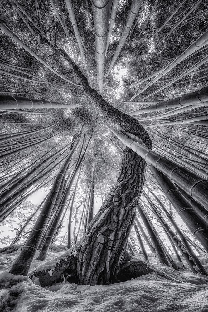 Bamboo And Pinetree art print by Tiger Seo for $57.95 CAD