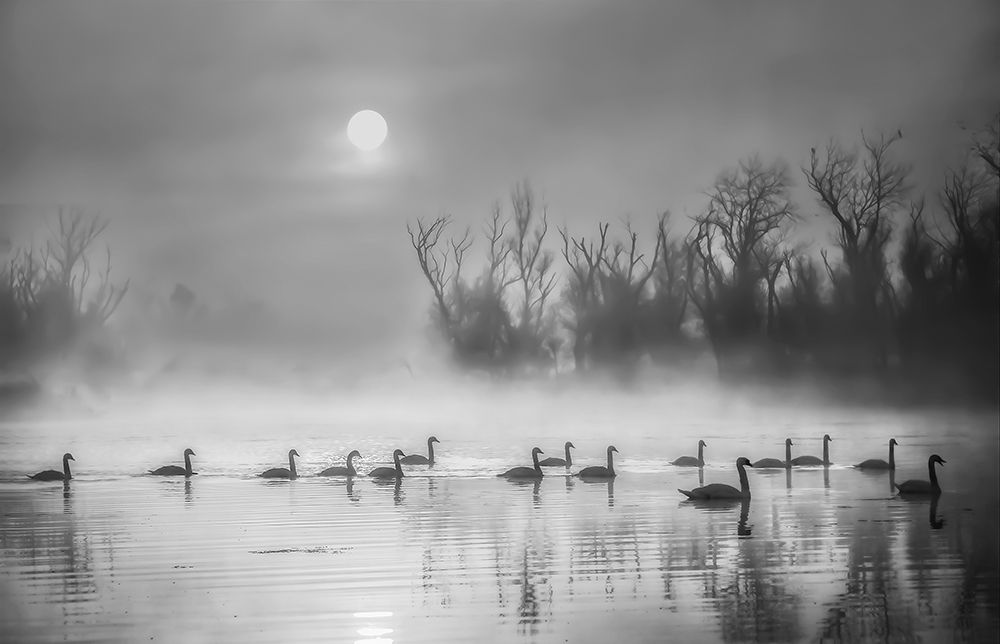 Sun Rising Over Swan Lake art print by Anna An for $57.95 CAD