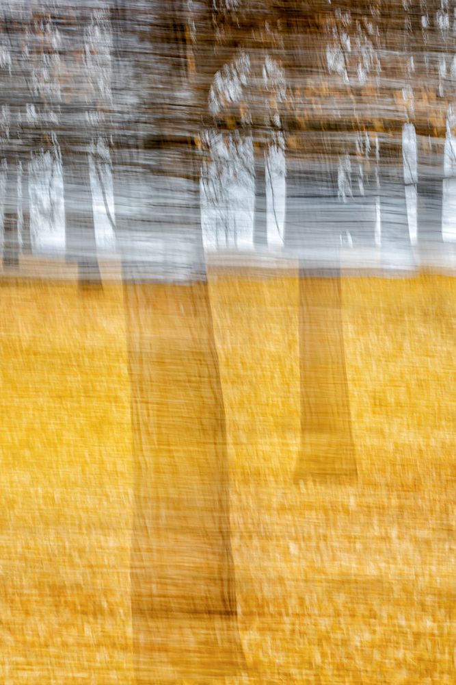 Blurred Golden Forest art print by Xiaohong Zhang for $57.95 CAD