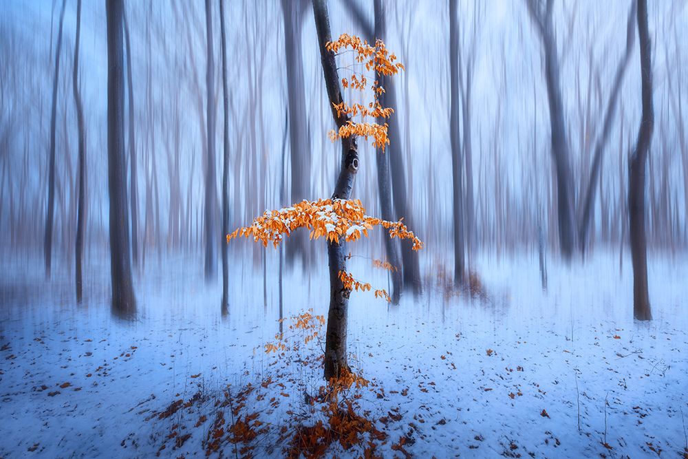 The Last Autumn Leaves art print by Steven Zhou for $57.95 CAD