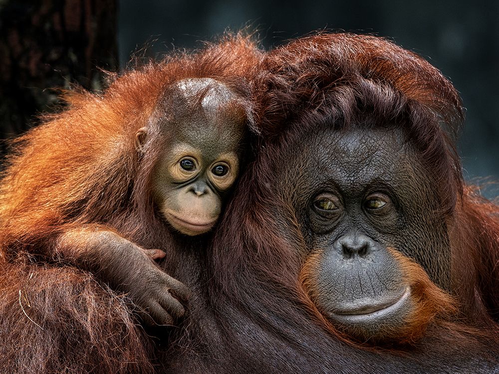 With Mom art print by Prabu Dennaga for $57.95 CAD