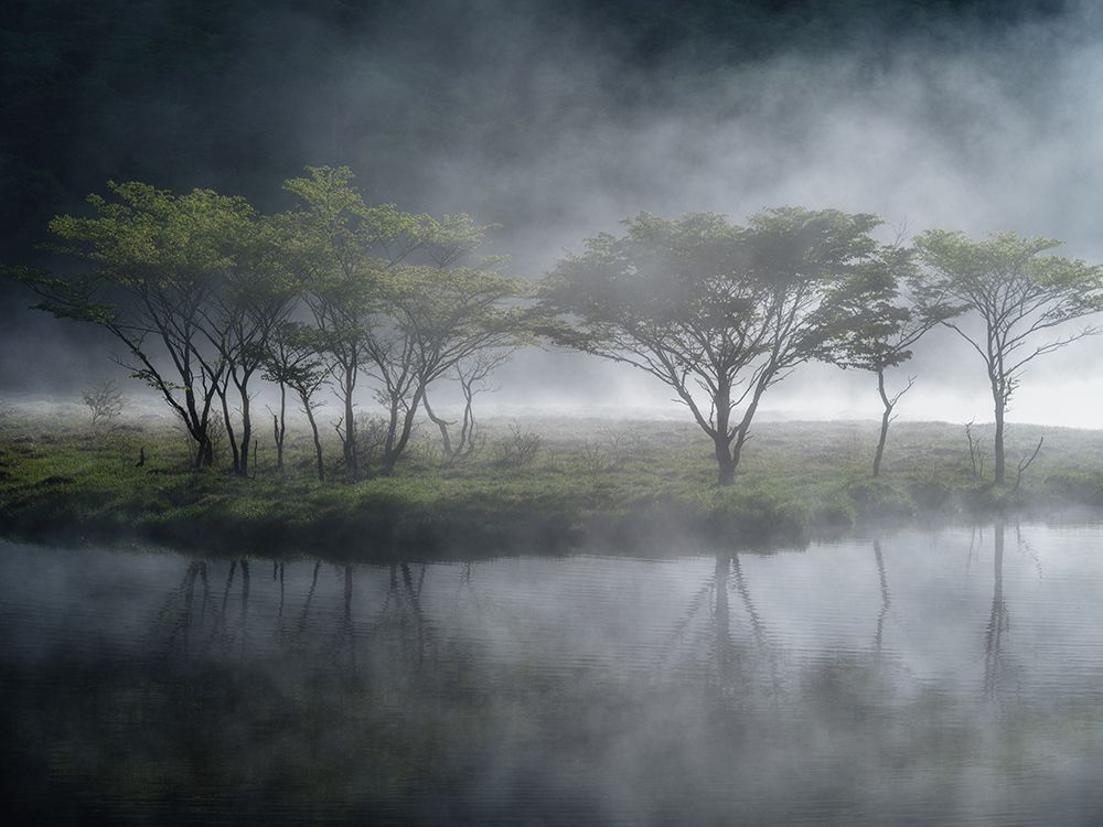 Trees In The Mist art print by K_Tsunoda for $57.95 CAD