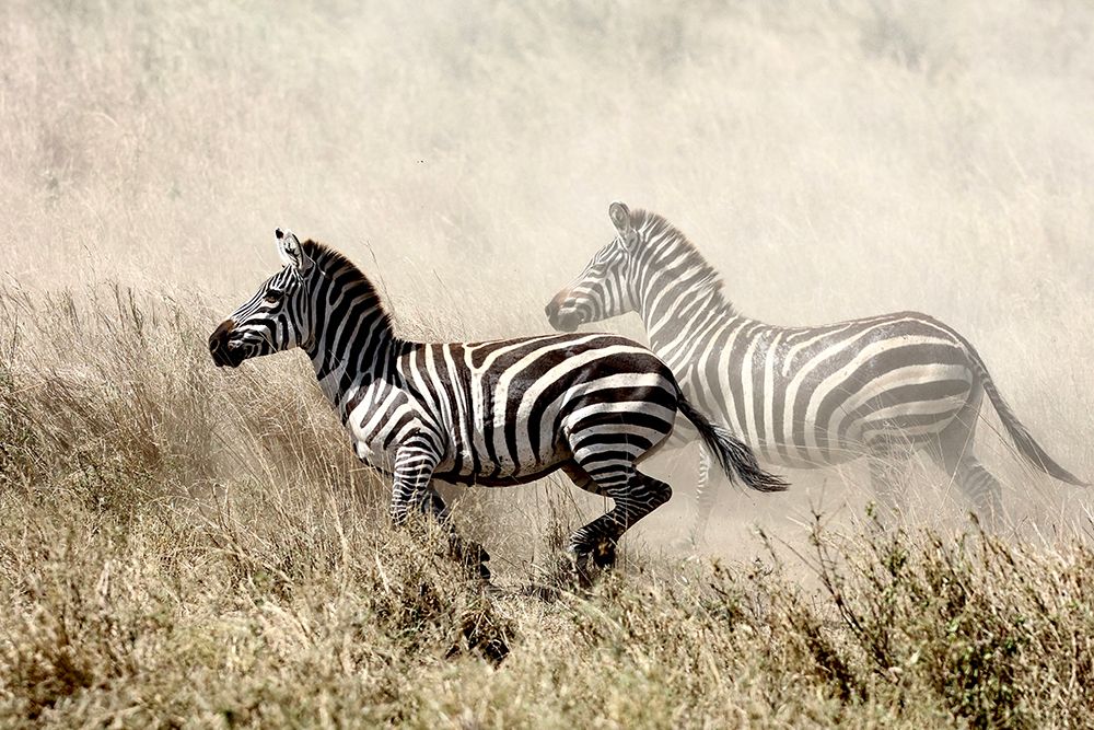The Zebra Chase art print by Tereza Frank for $57.95 CAD