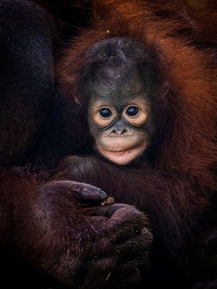 Baby Barney art print by Prabu Dennaga for $57.95 CAD