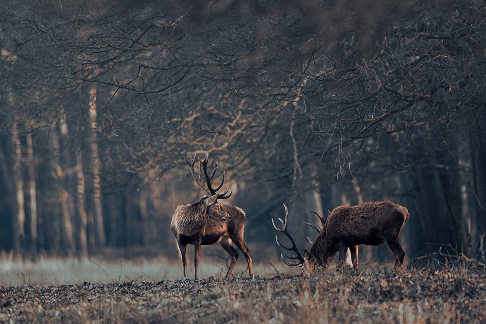 Antlers Grazing Together art print by Gert J ter for $57.95 CAD