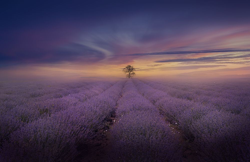 Misty Lavender Field art print by Nikki V. Georgieva for $57.95 CAD