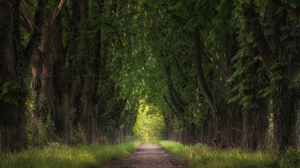 Chestnut Avenue art print by Klaus Heuermann for $57.95 CAD
