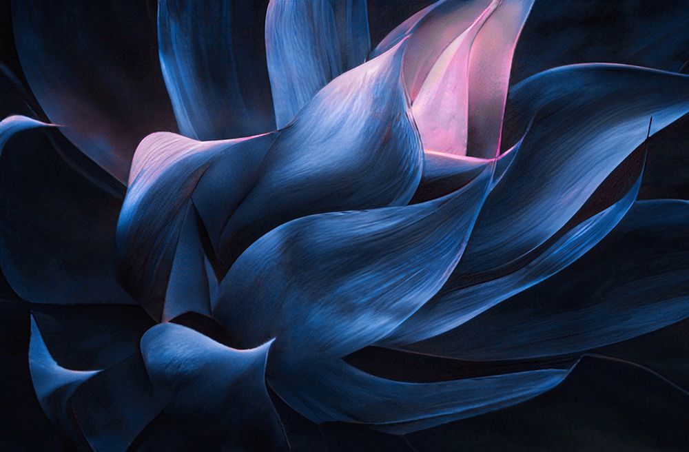 Fade To Pink art print by Robin Wechsler for $57.95 CAD
