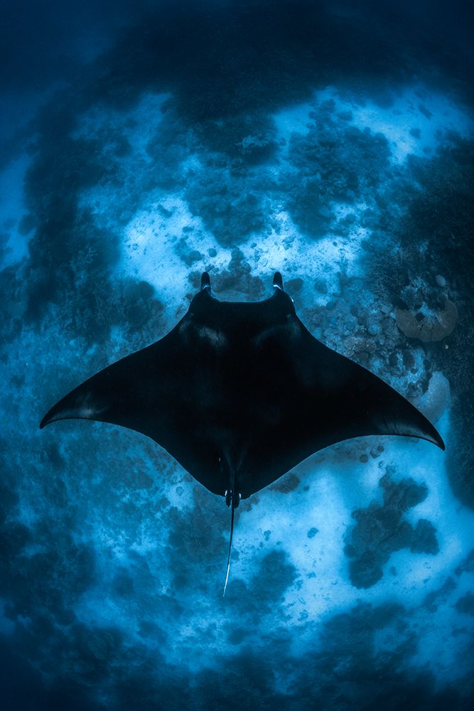 Manta On The Reef art print by Barathieu Gabriel for $57.95 CAD