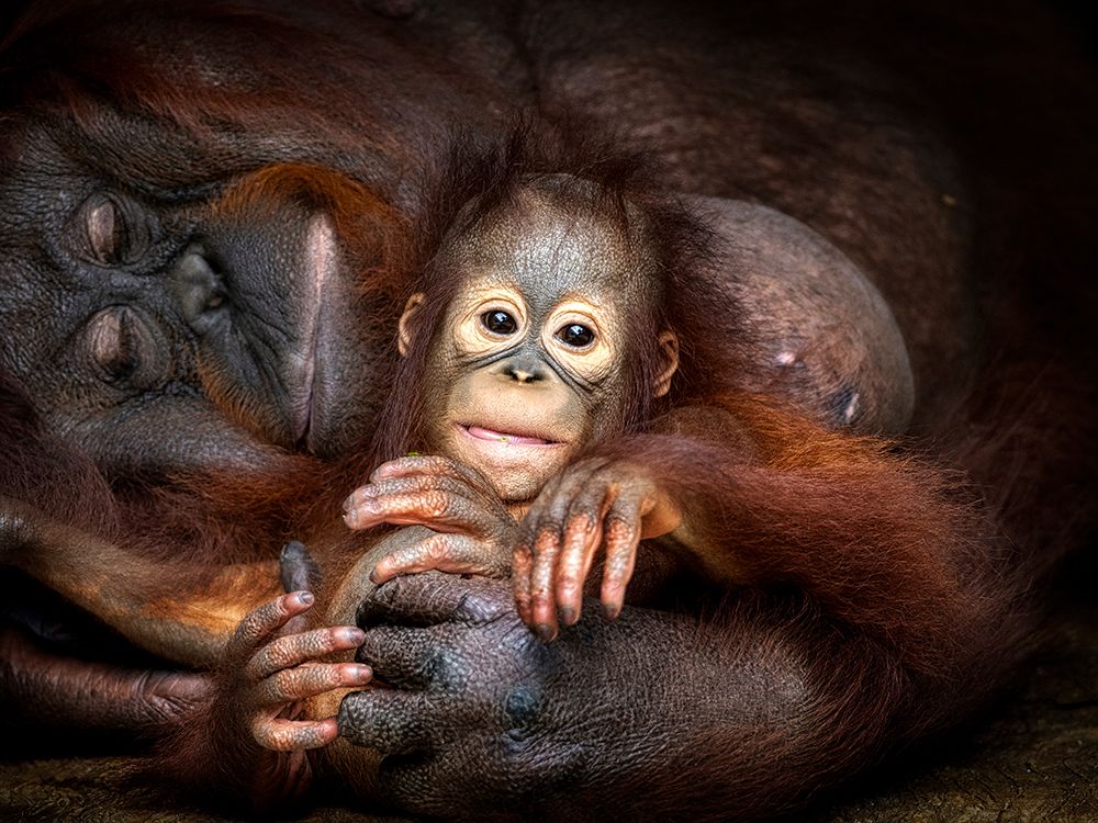 Lazy Day With Mom art print by Prabu Dennaga for $57.95 CAD