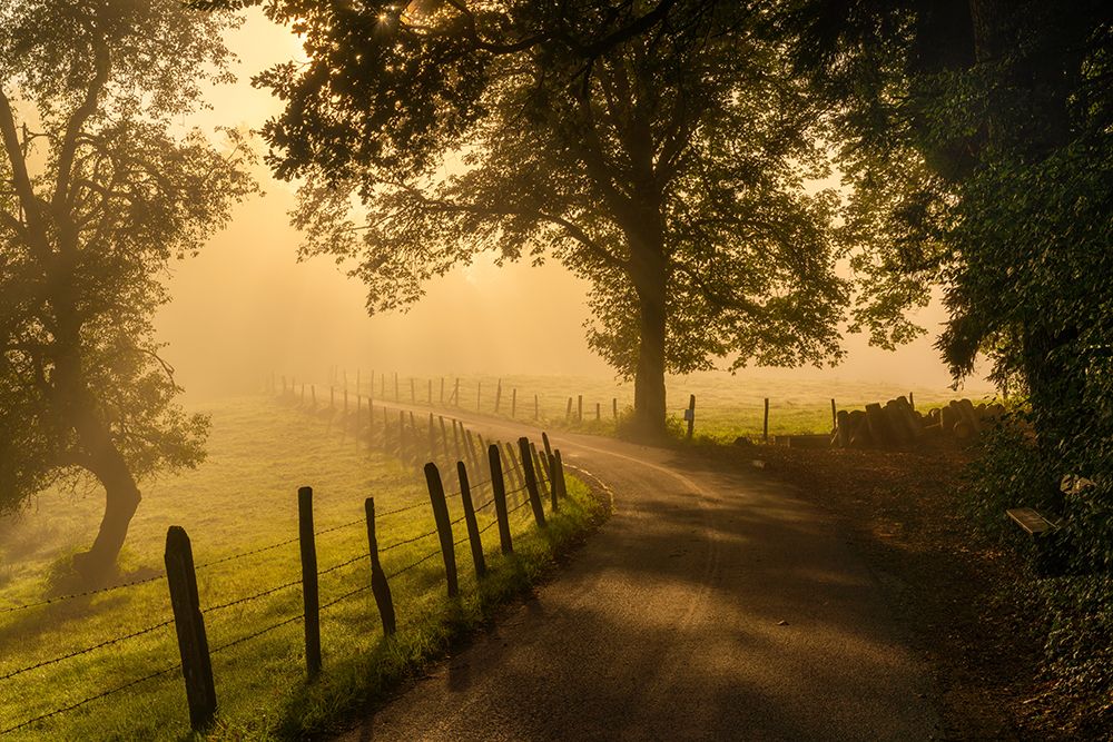 Morning Walk art print by Norbert Maier for $57.95 CAD
