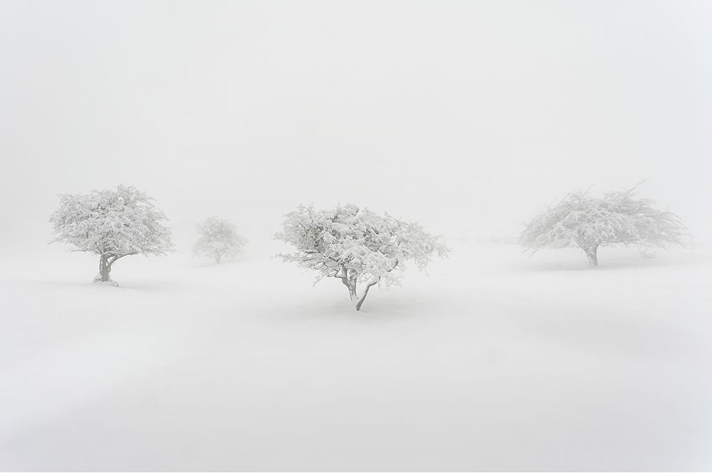 In The Fog art print by Jesus Concepcion Alvarado for $57.95 CAD