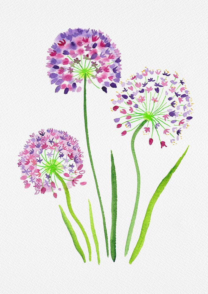Giant onion or Allium giganteum botanical painting art print by Kata Botanical for $57.95 CAD