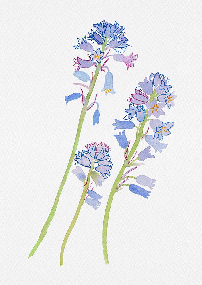 Spanish bluebell or Hyacinthoides hispanica botanical painting art print by Kata Botanical for $57.95 CAD