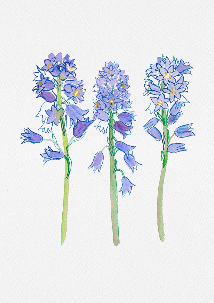 Spanish bluebell or Hyacinthoides hispanica botanical illustration art print by Kata Botanical for $57.95 CAD