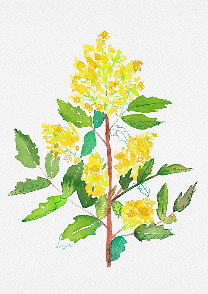 Oregon grape or Mahonia aquifolium botanical painting art print by Kata Botanical for $57.95 CAD