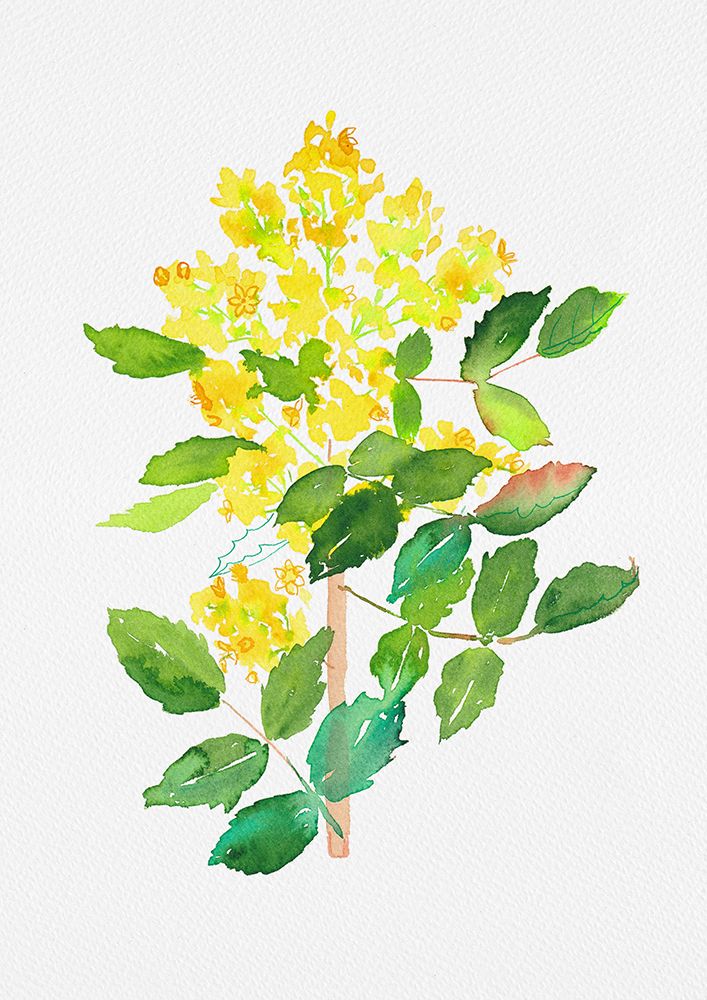 Oregon grape or Mahonia aquifolium botanical painting art print by Kata Botanical for $57.95 CAD
