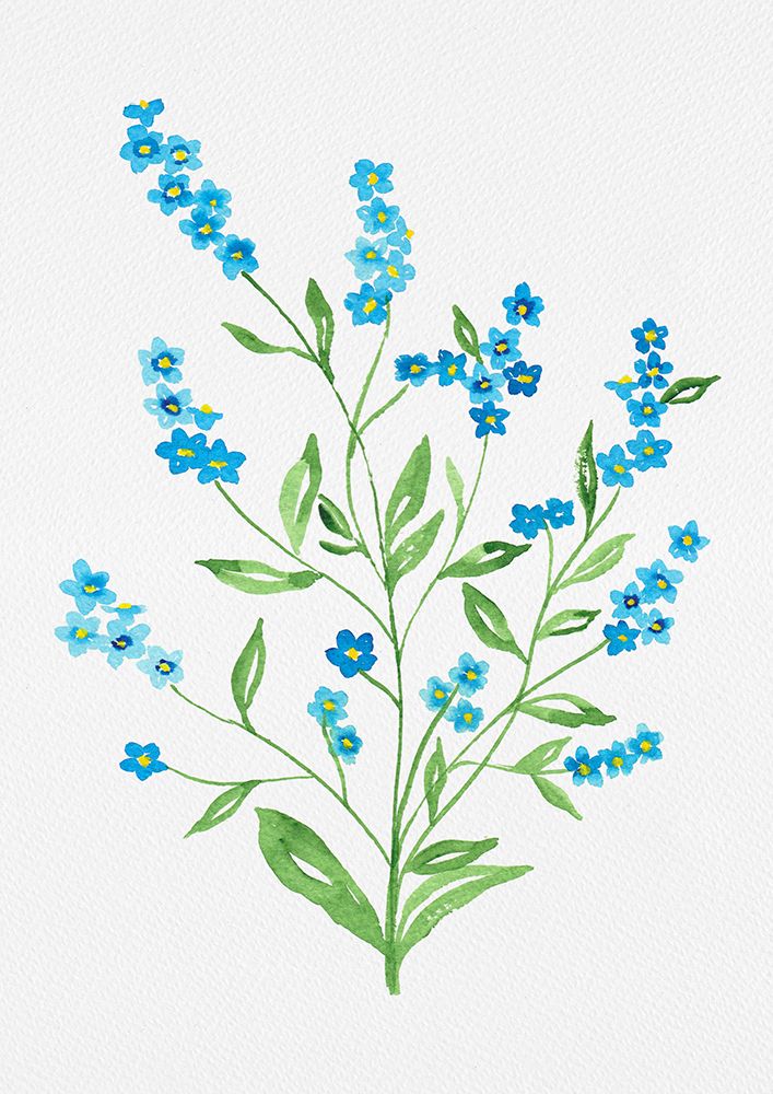 Wood forget-me-not or Myosotis sylvatica botanical painting art print by Kata Botanical for $57.95 CAD