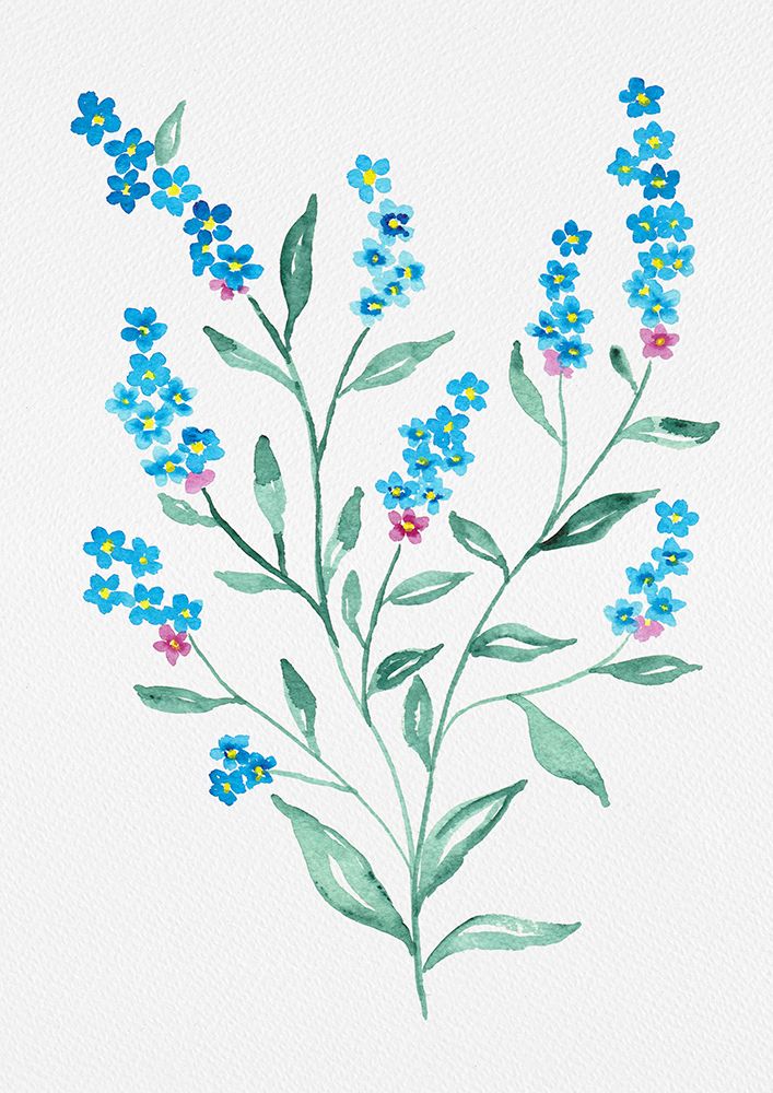 Wood forget-me-not or Myosotis sylvatica botanical painting art print by Kata Botanical for $57.95 CAD