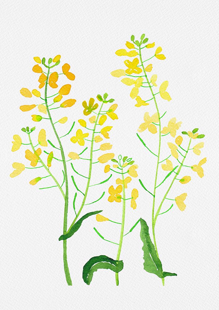 Rapeseed or Brassica napus botanical painting art print by Kata Botanical for $57.95 CAD
