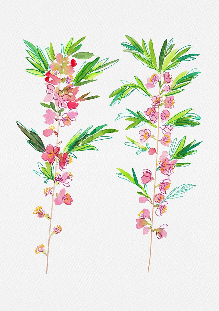 Dwarf Russian almond or Prunus tenella botanical painting art print by Kata Botanical for $57.95 CAD