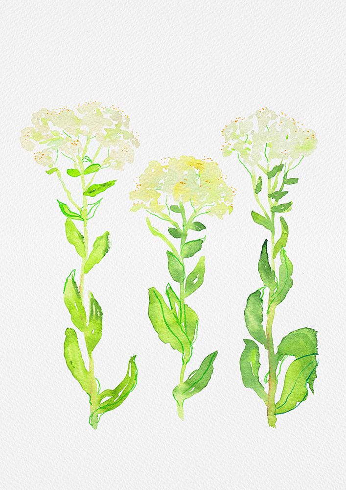 Hoary cress or Lepidium draba botanical painting art print by Kata Botanical for $57.95 CAD