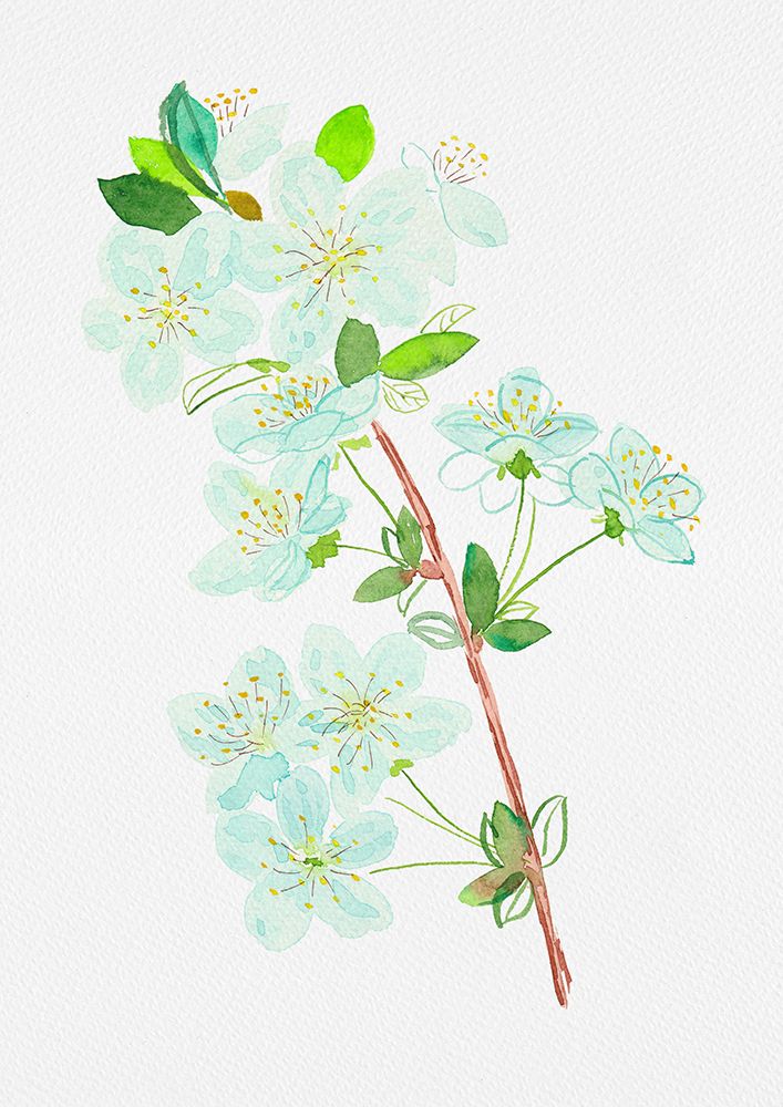 Wild cherry or Prunus avium botanical painting art print by Kata Botanical for $57.95 CAD
