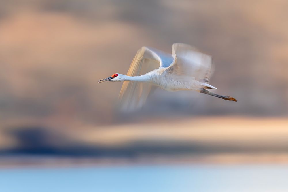 Crane Flying In Soft Light art print by Gary Hu for $57.95 CAD