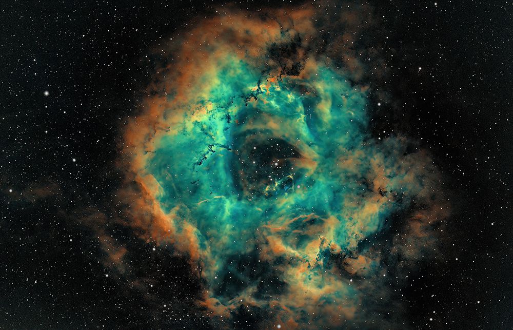 The Rosette art print by TaranSohal for $57.95 CAD