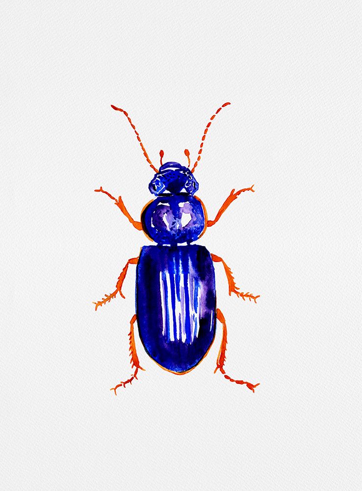 Ophonus minimus art print by Kata Botanical for $57.95 CAD