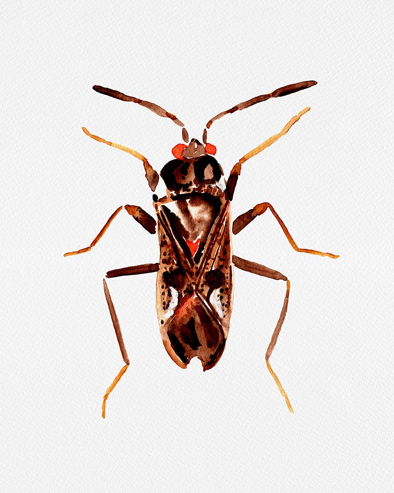 Dirt-colored seed bug or Rhyparochromus vulgaris art print by Kata Botanical for $57.95 CAD