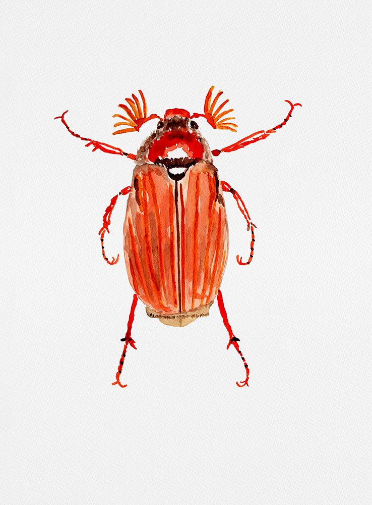 Forest cockchafer or Melolontha hippocastani art print by Kata Botanical for $57.95 CAD