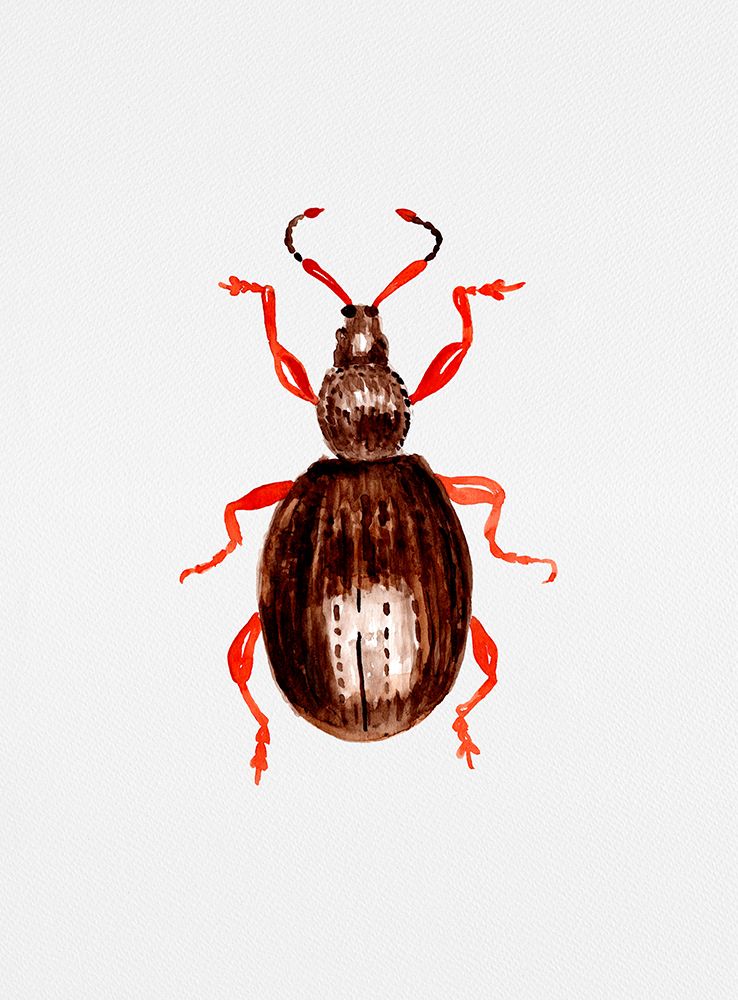 Strawberry root weevil  or Otiorhynchus ovatus art print by Kata Botanical for $57.95 CAD