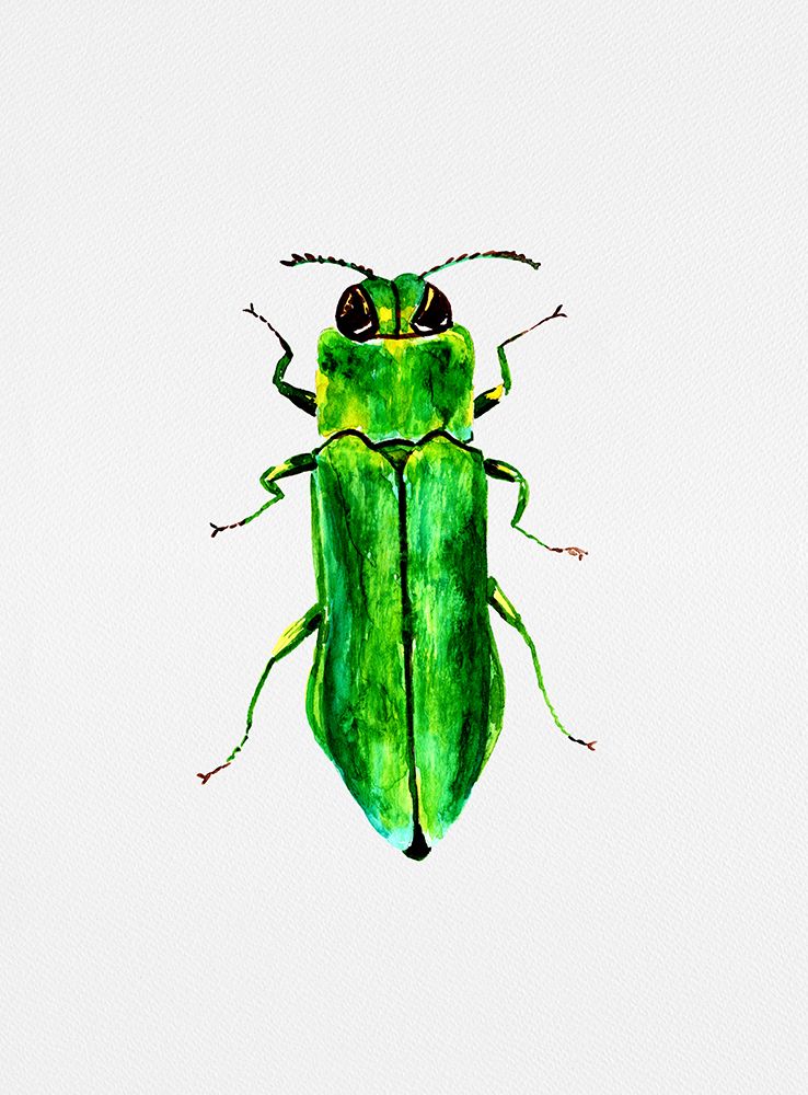 Jewel beetle or Agrilus angustulus art print by Kata Botanical for $57.95 CAD