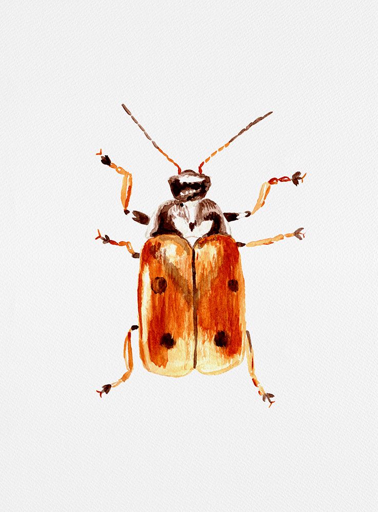 Another leaf beetle the Cryptocephalus cordiger art print by Kata Botanical for $57.95 CAD