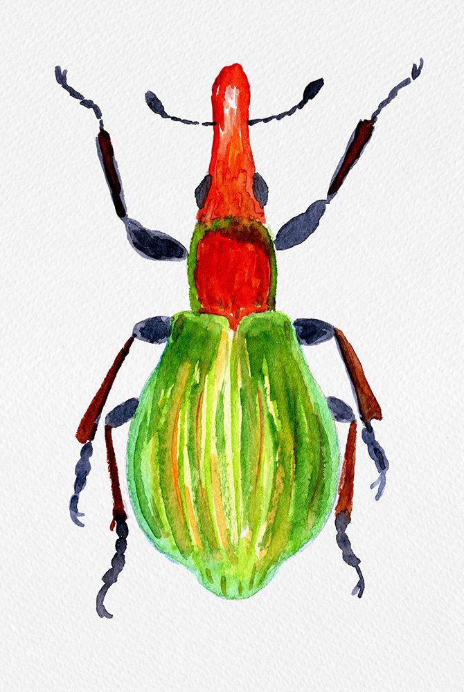 Pseudaplemonus artemisiae art print by Kata Botanical for $57.95 CAD