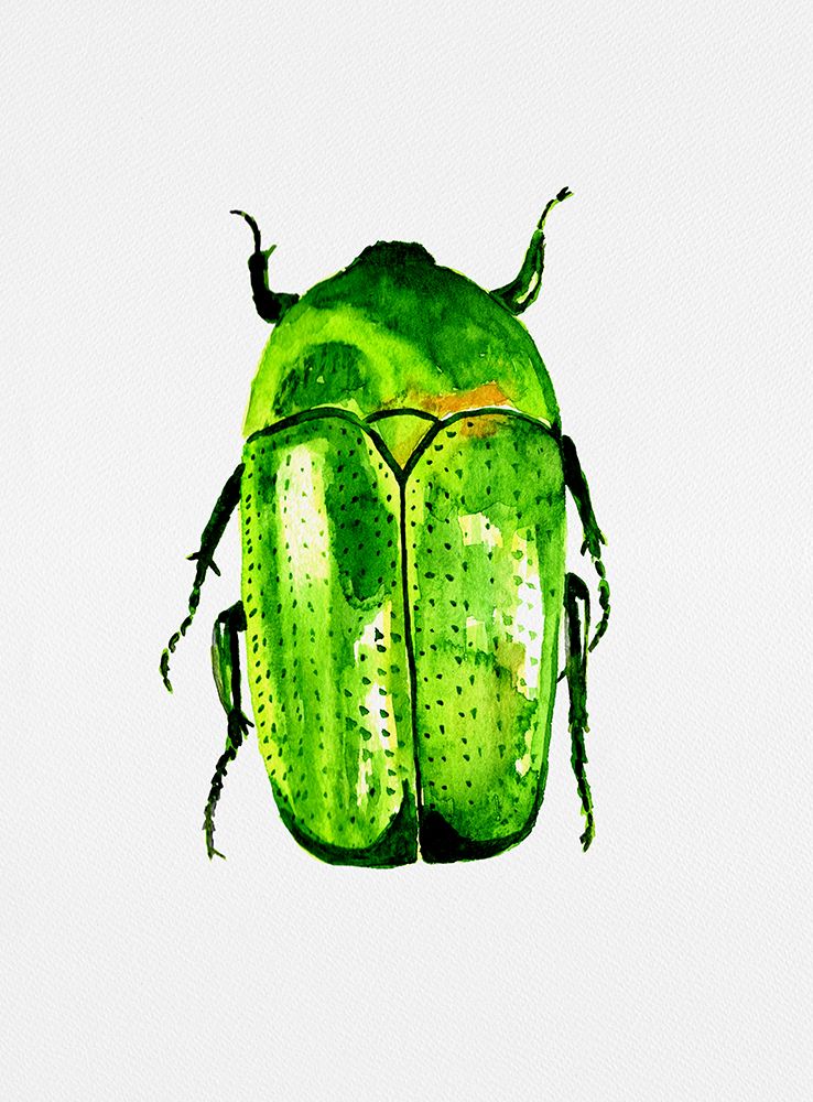 Green June beetle or Cotinis nitida art print by Kata Botanical for $57.95 CAD