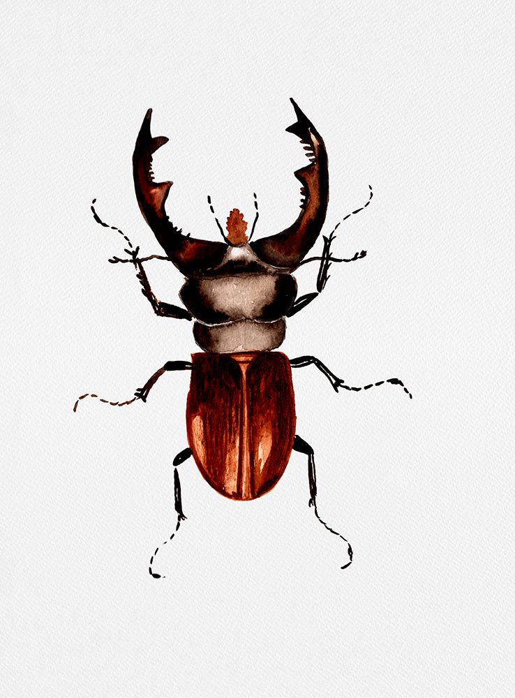 Stag beetle or Lucanus cervus art print by Kata Botanical for $57.95 CAD