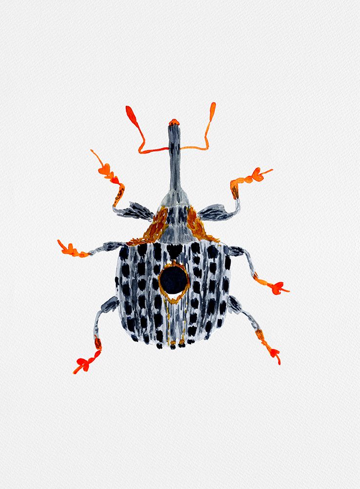 Figwort Weevil or Cionus tuberculosus art print by Kata Botanical for $57.95 CAD
