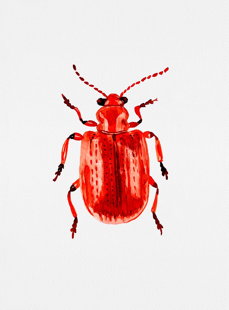Onion beetle or Lilioceris merdigera art print by Kata Botanical for $57.95 CAD