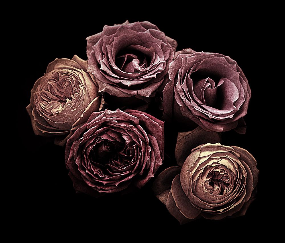Roses art print by Angel Julie for $57.95 CAD