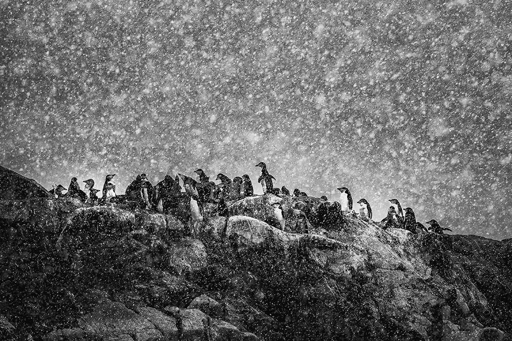 Antarctic Storm art print by Michel Groleau for $57.95 CAD