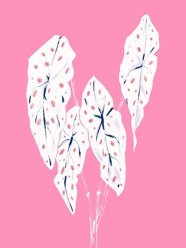 Begonia Maculata Pink art print by Francesco Gulina for $57.95 CAD