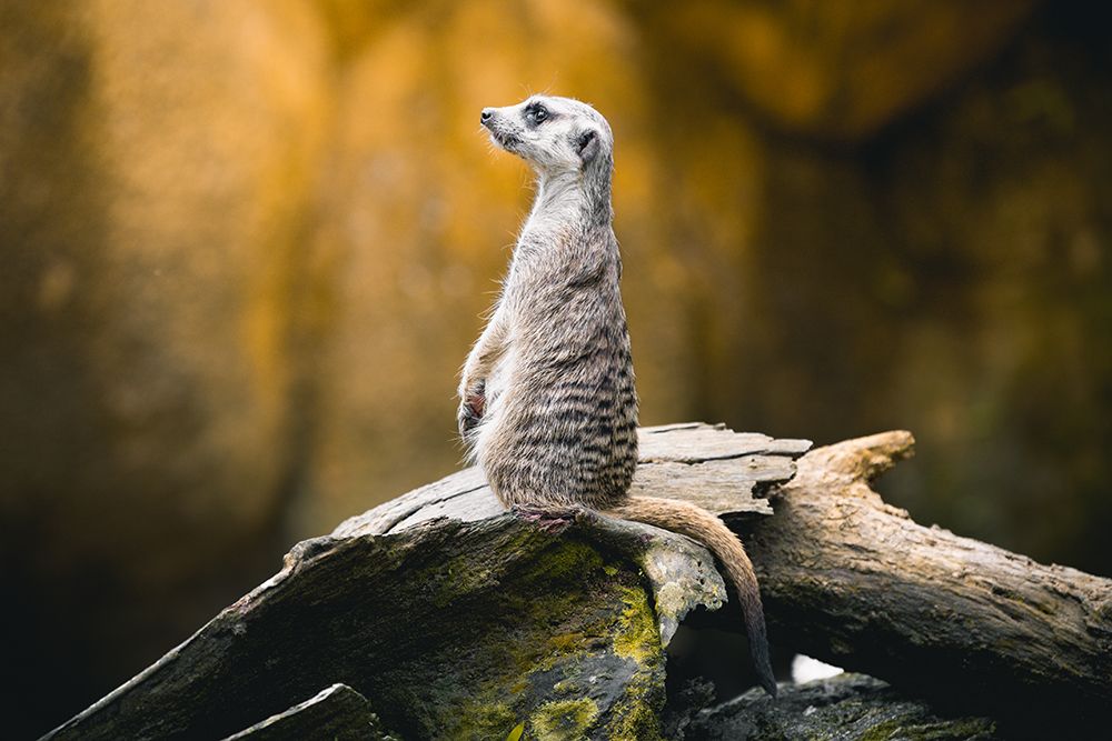 Timon art print by Ziwen He for $57.95 CAD