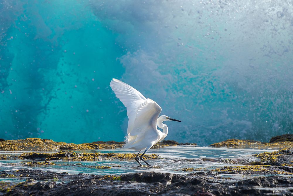 Common Egret art print by J.DAVID MARTIN for $57.95 CAD