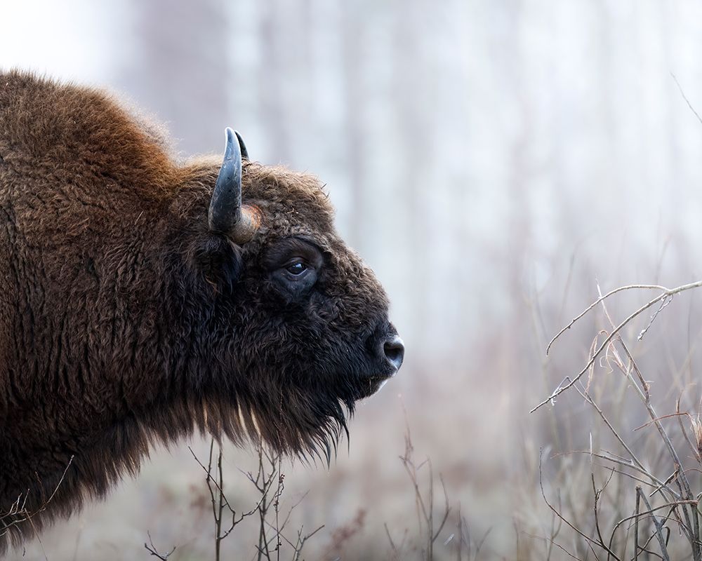Bisons Profile art print by Davide for $57.95 CAD