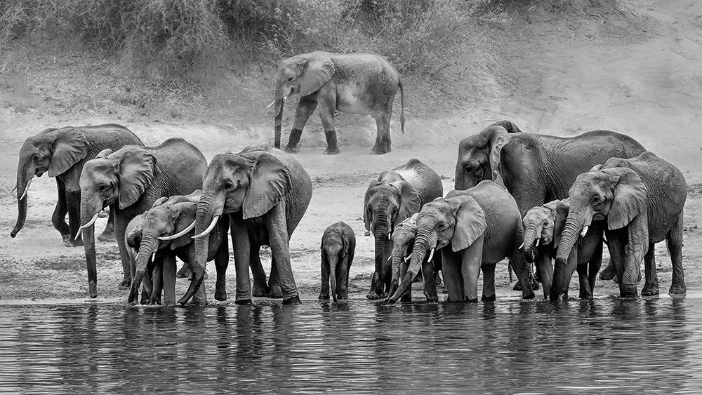 Elephant Family art print by Jun Zuo for $57.95 CAD