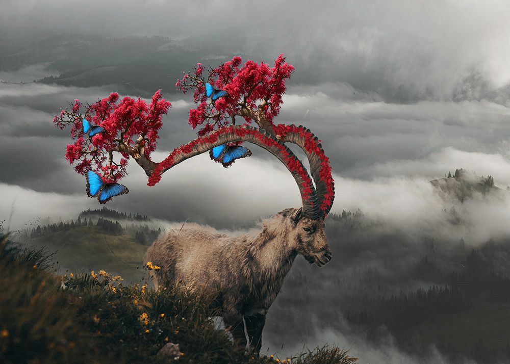 Ibex art print by Salome Zhividze for $57.95 CAD